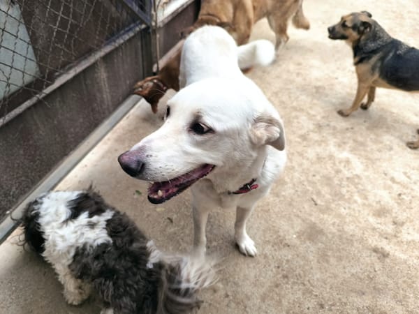 ELMA (Rescate)