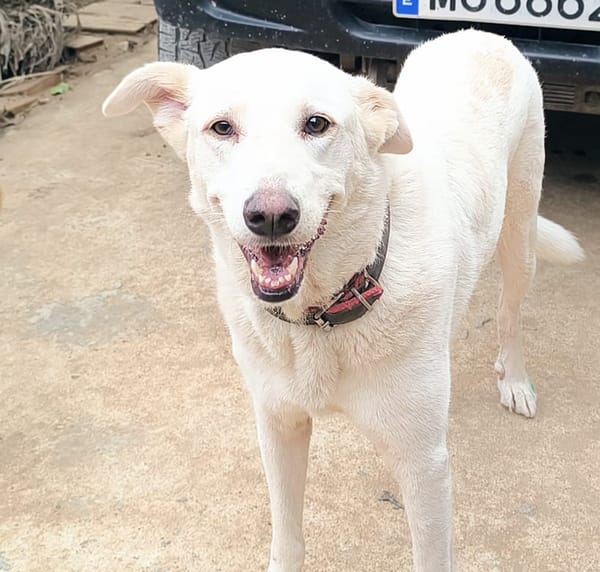 ELMA (Rescate)