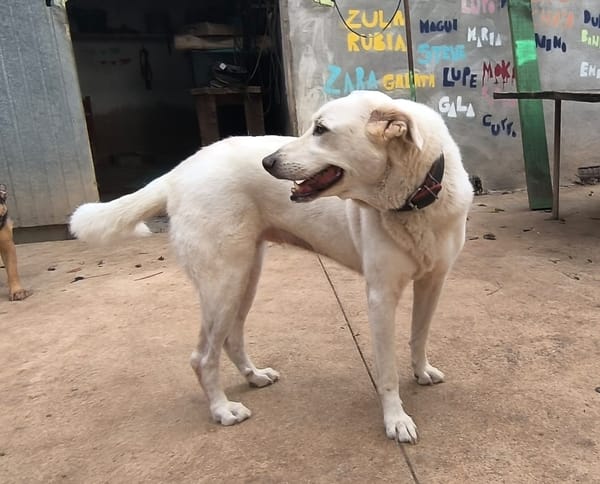 ELMA (Rescate)