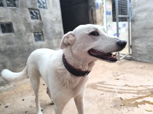 ELMA (Rescate)