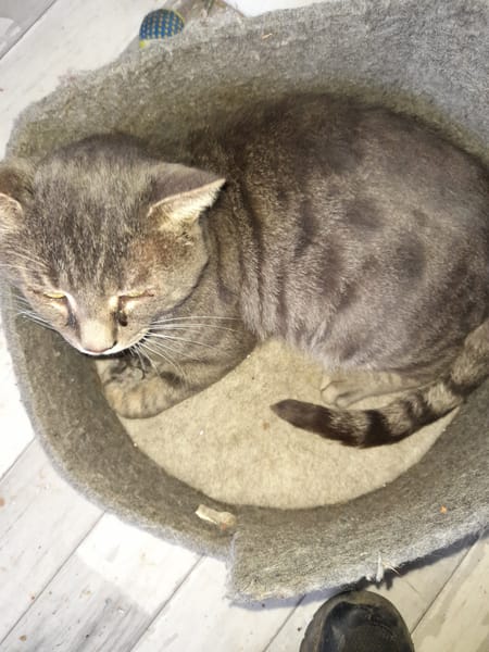 Vaillant chat adulte fiv