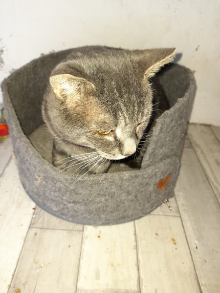 Vaillant chat adulte fiv