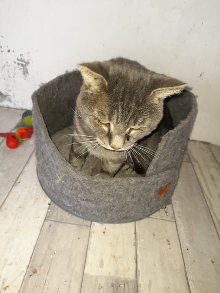 Vaillant chat adulte fiv