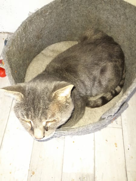 Vaillant chat adulte fiv