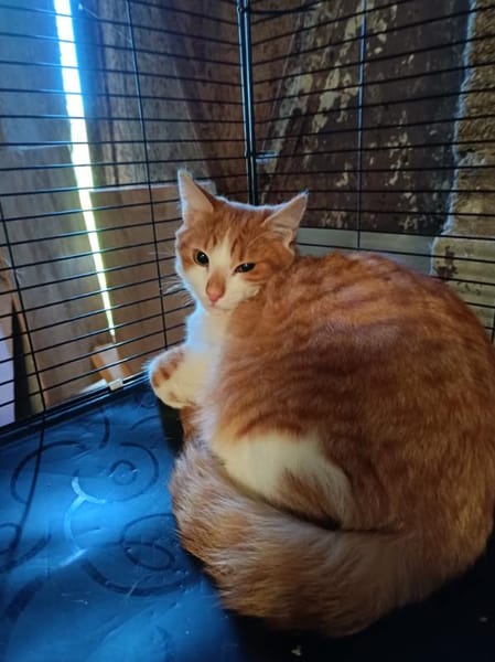 Aston chaton roux et blanc