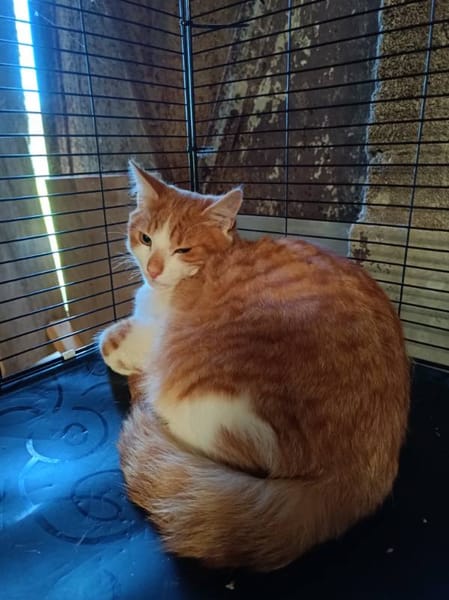 Aston chaton roux et blanc