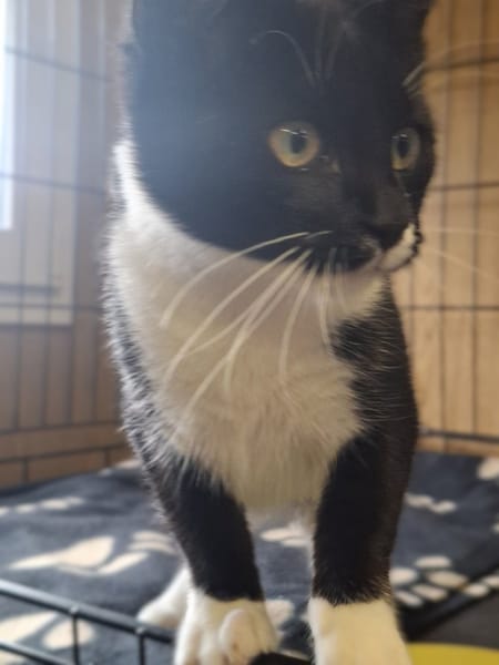 Inko