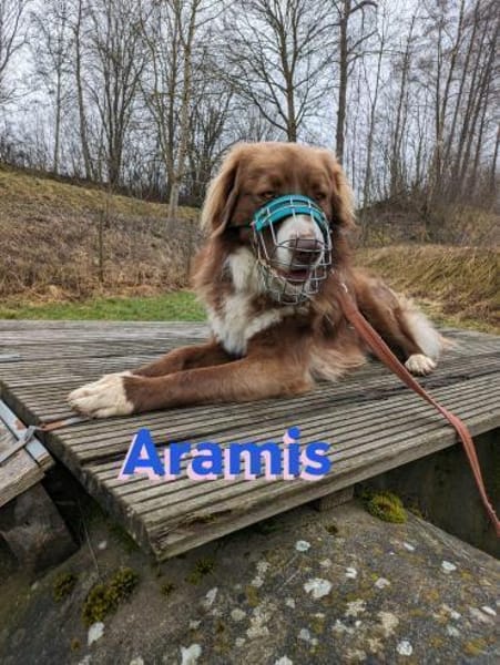 Aramis - lernwillig und wachsam