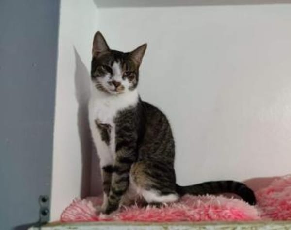 Gypsy wartet auf deine Anfrage