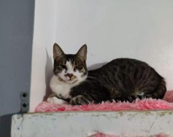 Gypsy wartet auf deine Anfrage