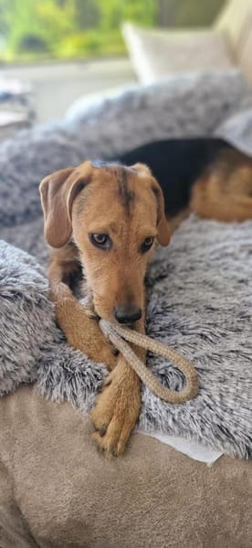 Cindy sucht eine neue Familie