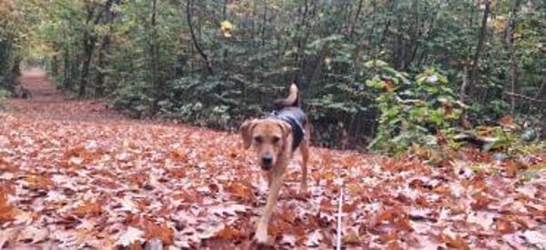 Cindy sucht eine neue Familie