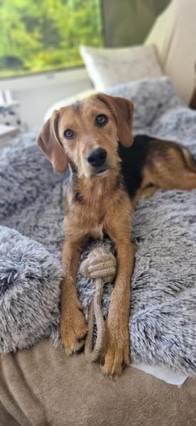 Cindy sucht eine neue Familie