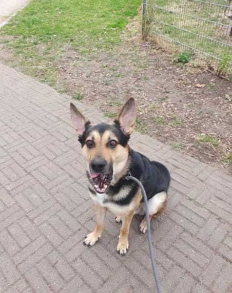 Schäferhund Liebhaber aufgepasst 🙏