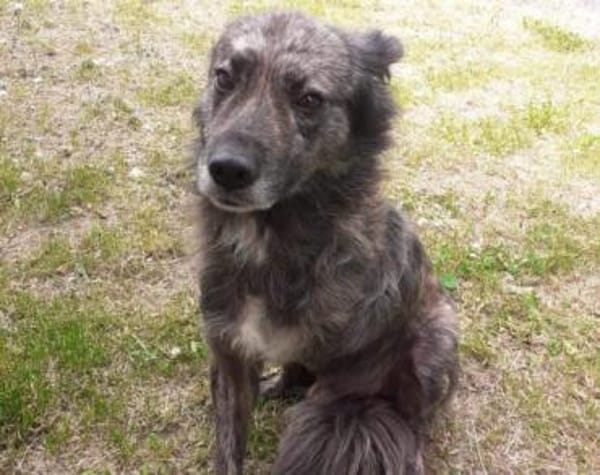 Wer öffnet sein Herz für Camillus?