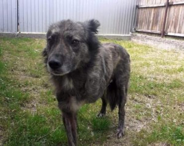 Wer öffnet sein Herz für Camillus?