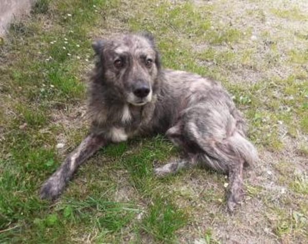 Wer öffnet sein Herz für Camillus?