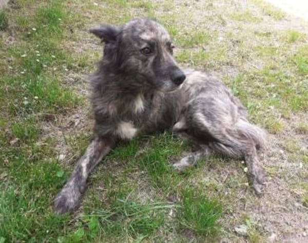 Wer öffnet sein Herz für Camillus?