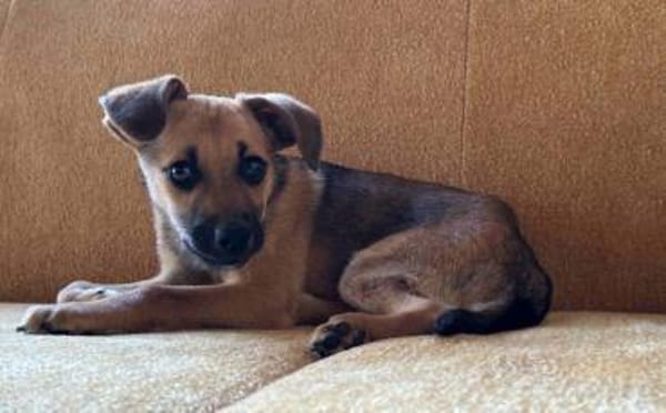 Leo sucht sein Für-Immer-Zuhause