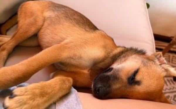 Leo sucht sein Für-Immer-Zuhause