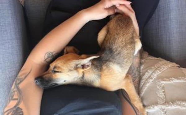 Leo sucht sein Für-Immer-Zuhause