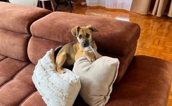 Leo sucht sein Für-Immer-Zuhause