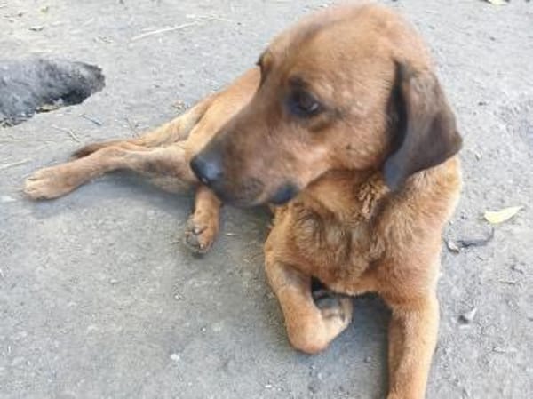 Liebenswerter Senior sucht Nähe