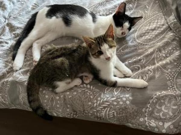 Unsere süßen Geschwisterchen Liv + Vidar