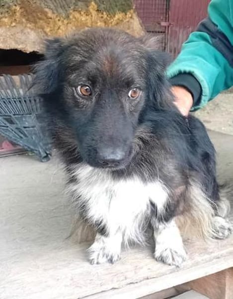 Charmanter Bobi sucht Familie