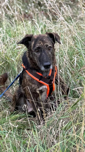 Laika sucht ihre Menschen