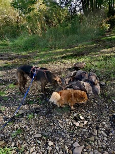 Laika sucht ihre Menschen