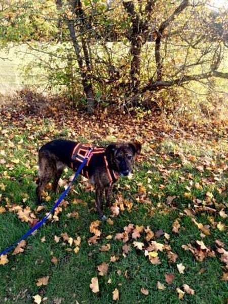 Laika sucht ihre Menschen