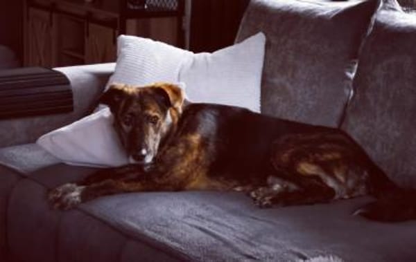 Laika sucht ihre Menschen