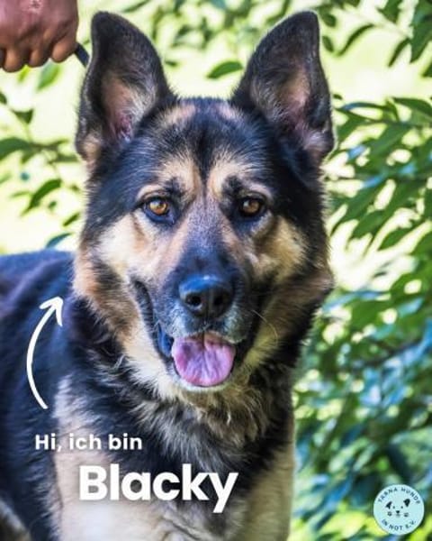 Blacky SI liebevoller Riese