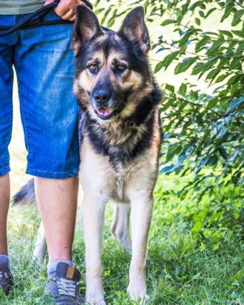 Blacky SI liebevoller Riese