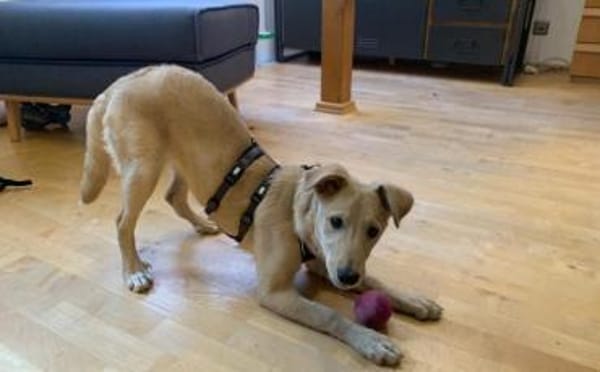 Zuhause gesucht für Hetty