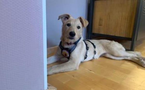 Zuhause gesucht für Hetty