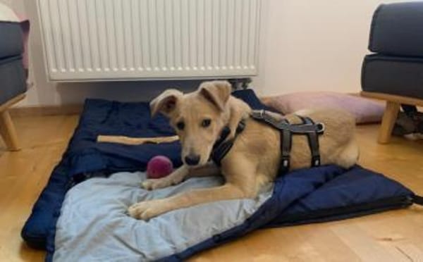 Zuhause gesucht für Hetty