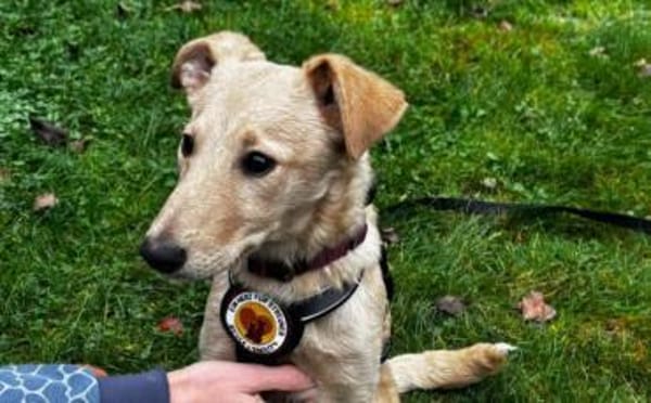 Zuhause gesucht für Hetty