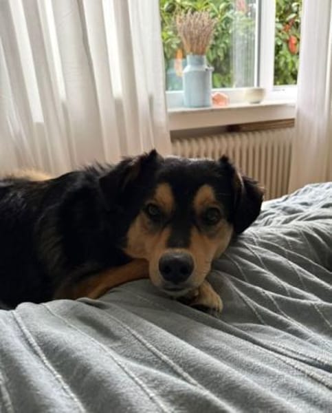 REMO -Lieb & unkompliziert-