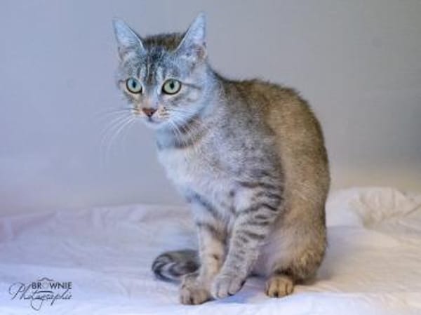 Xenie