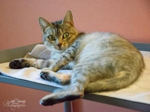 Xenie