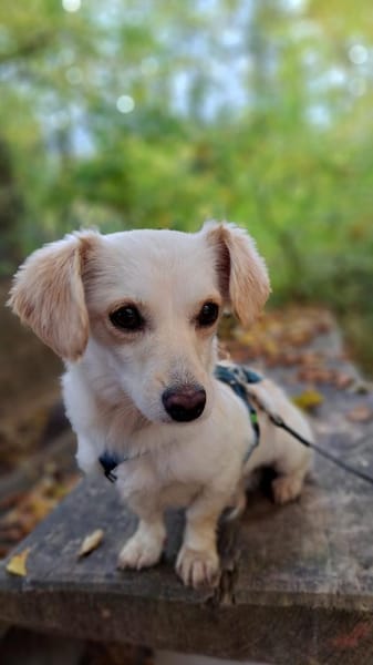 Lilo, kleine, hübsche Zaubermaus