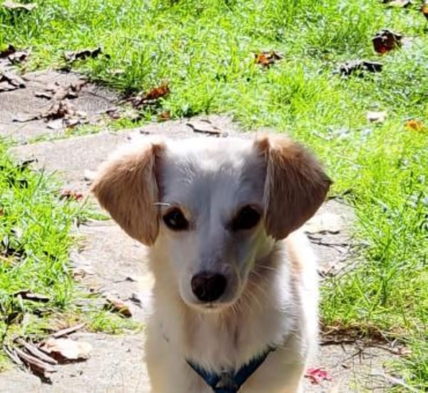 Lilo, kleine, hübsche Zaubermaus
