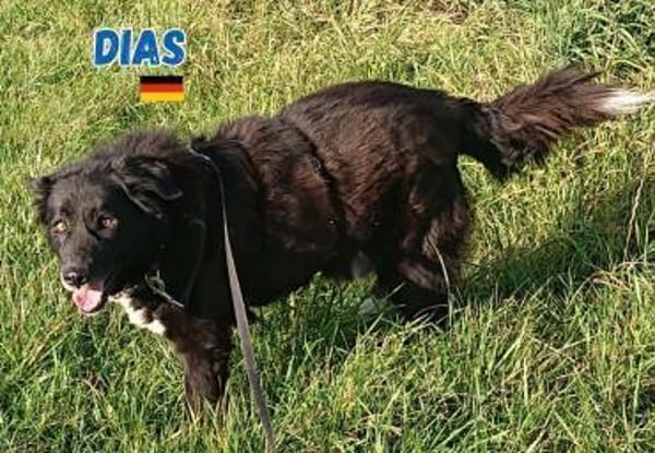 Dias - freundlich und ruhig