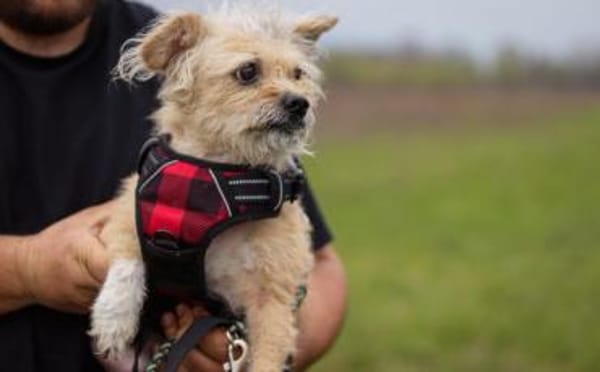 Zweite Chance für Arima gesucht