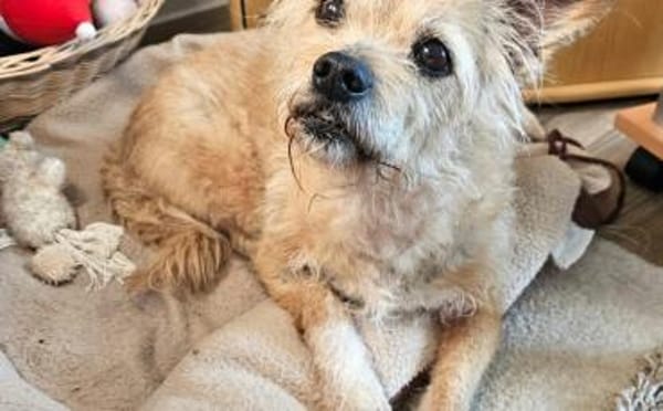 Zweite Chance für Arima gesucht