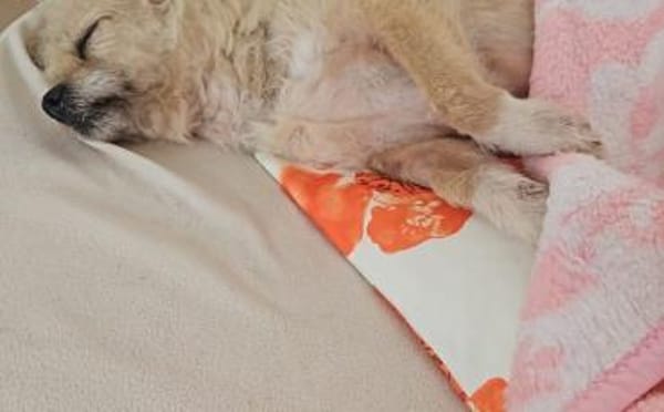 Zweite Chance für Arima gesucht