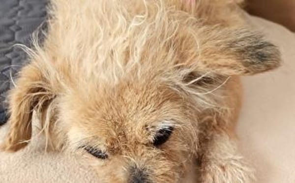 Zweite Chance für Arima gesucht