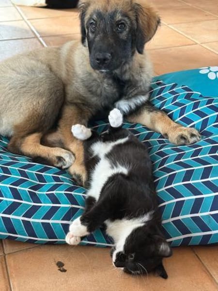 Tolle Mia sucht ein Zuhause